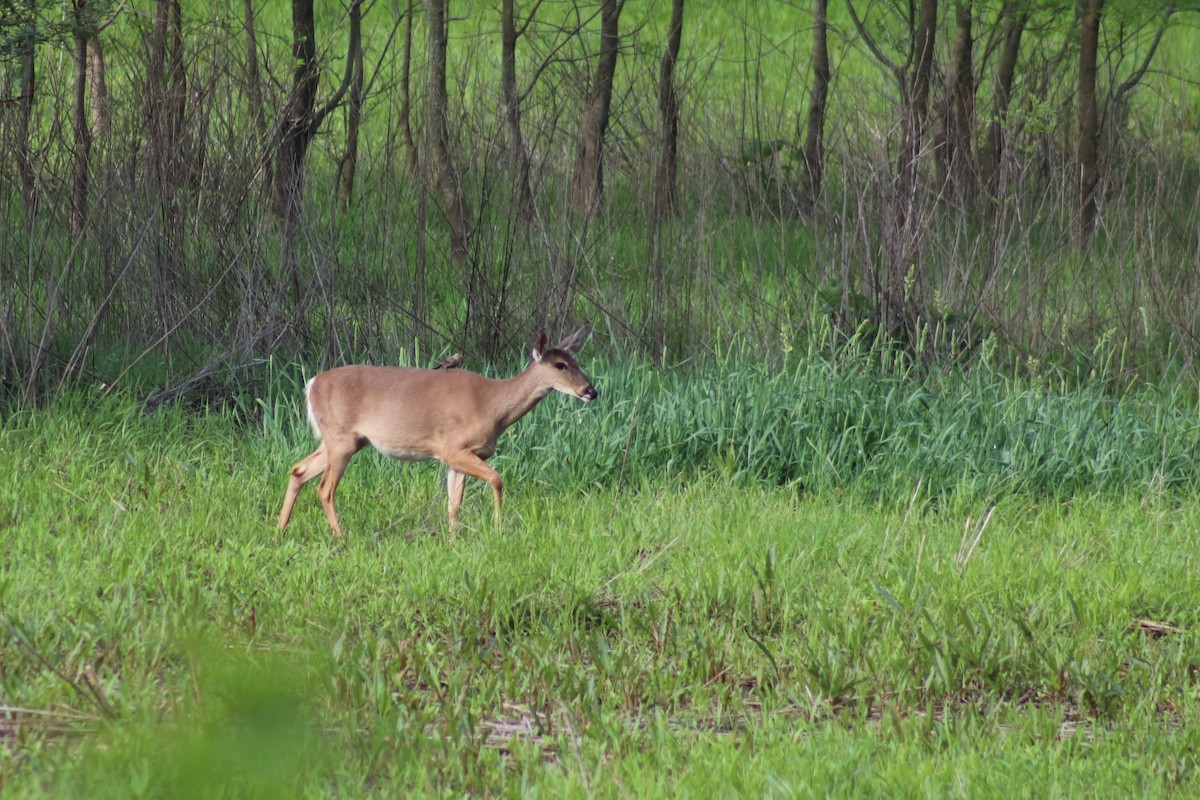 コウウチョウ - ML618331192