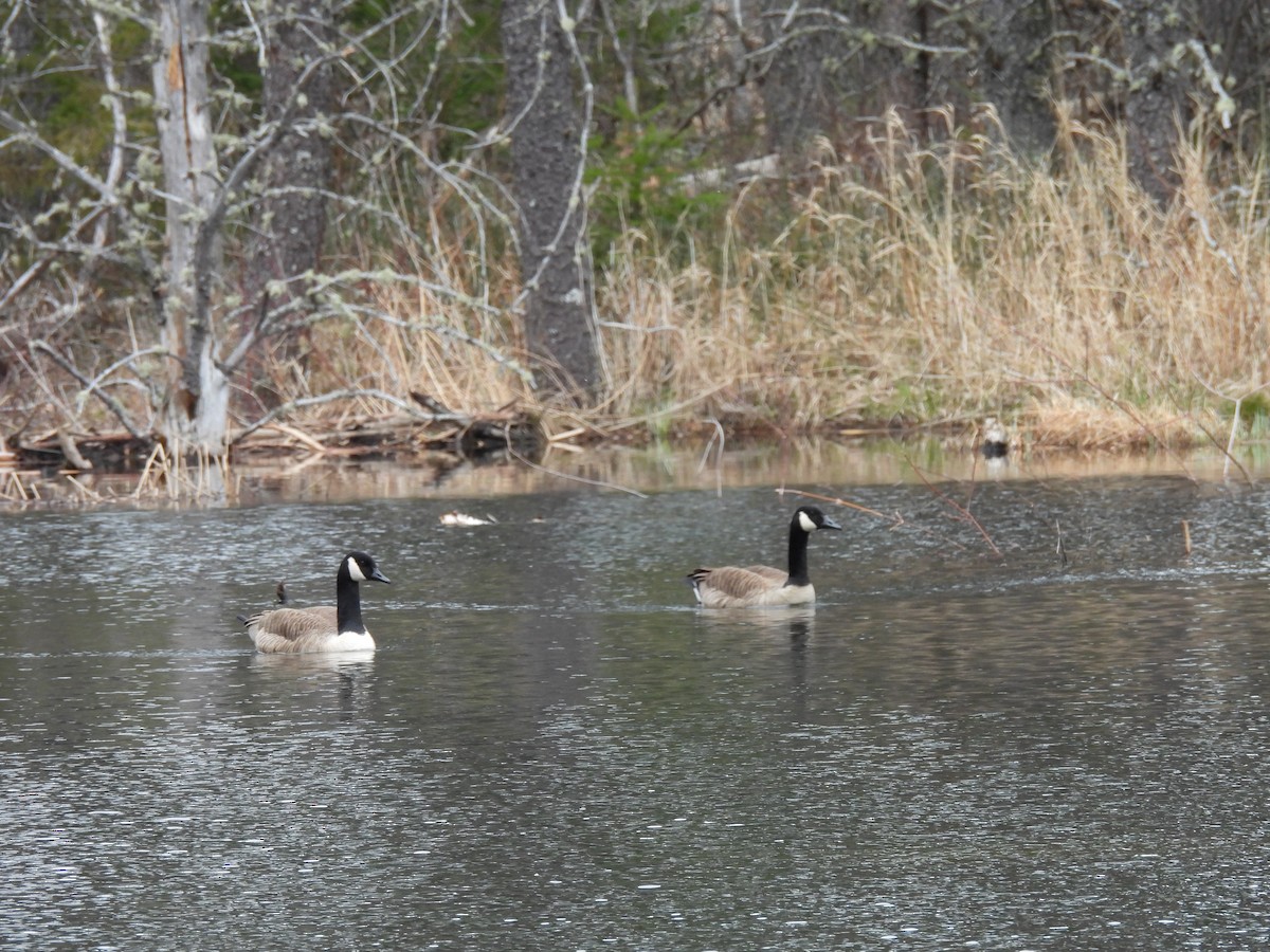 Canada Goose - ML618331208