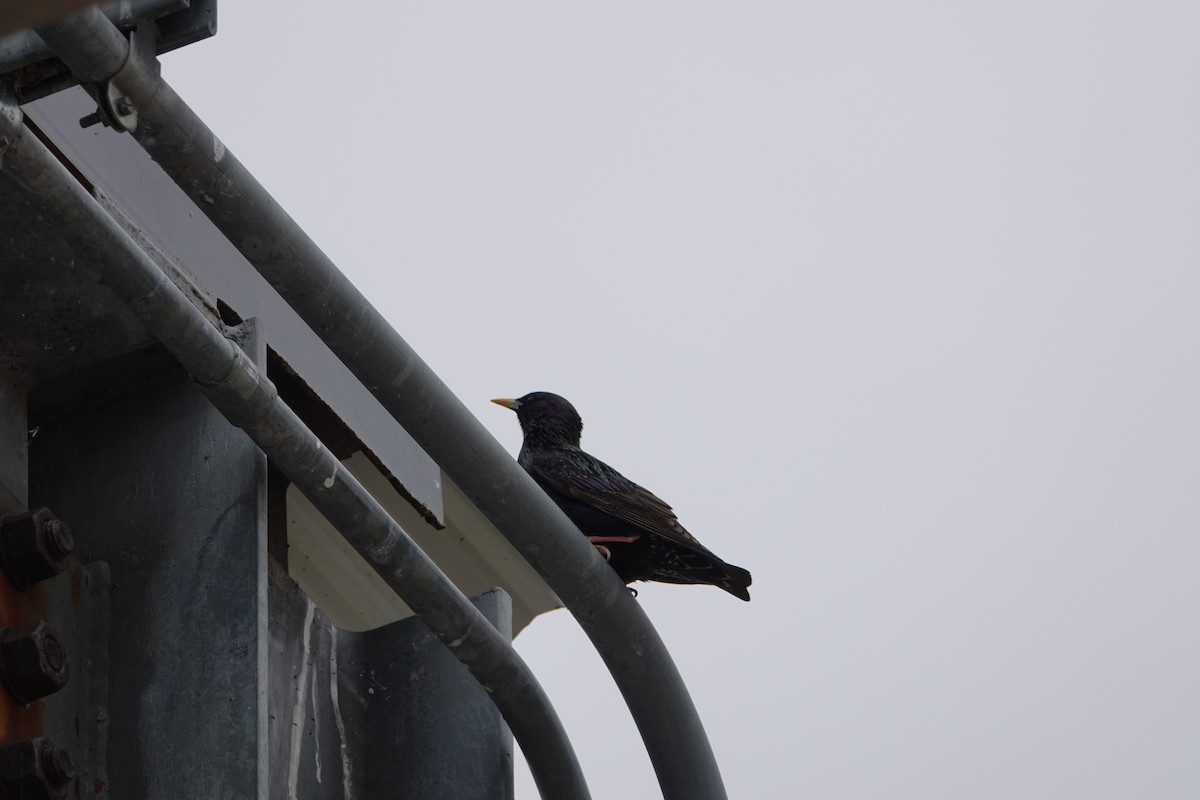 European Starling - ML618331209