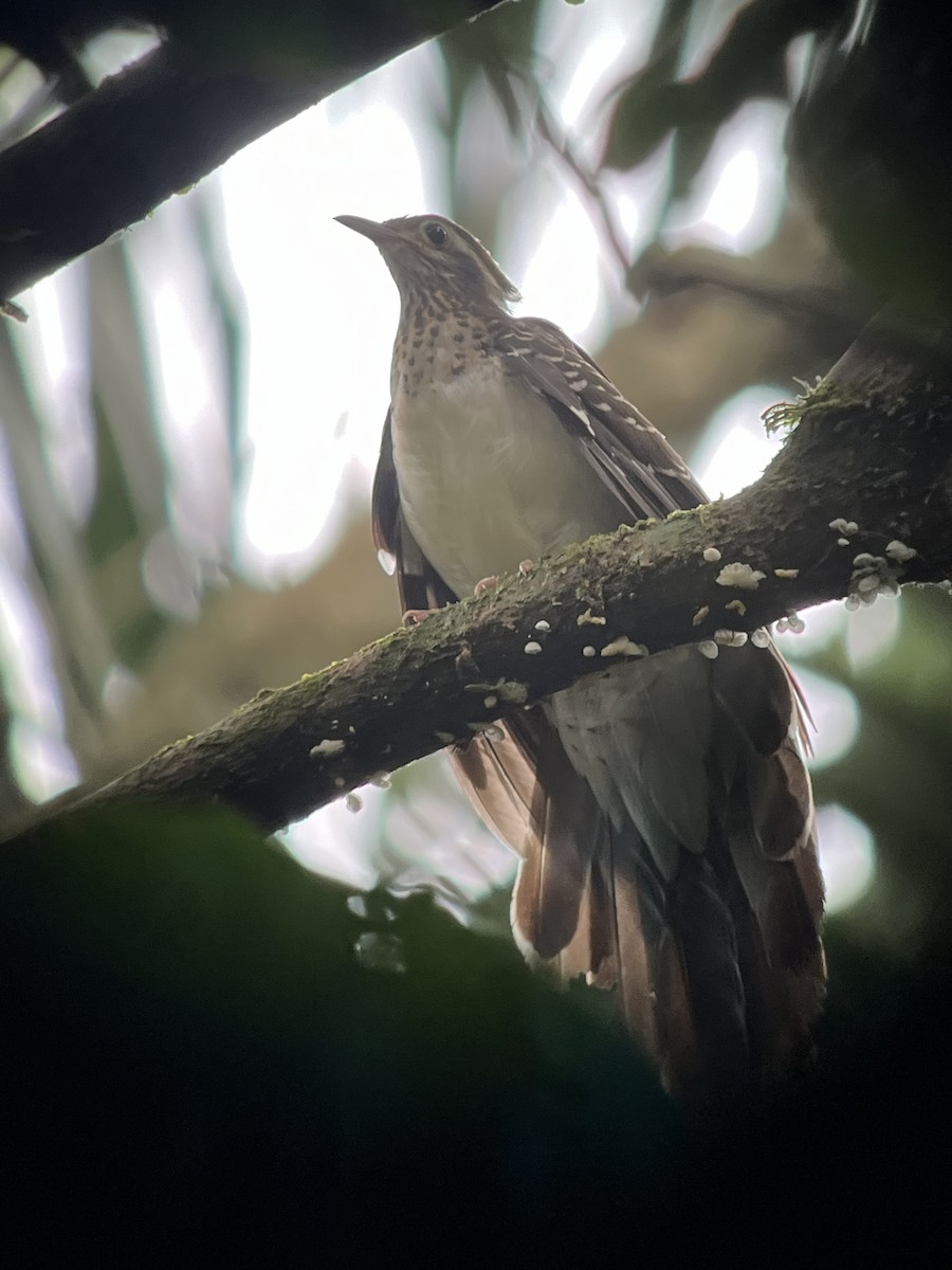 Cuclillo Faisán - ML618331226