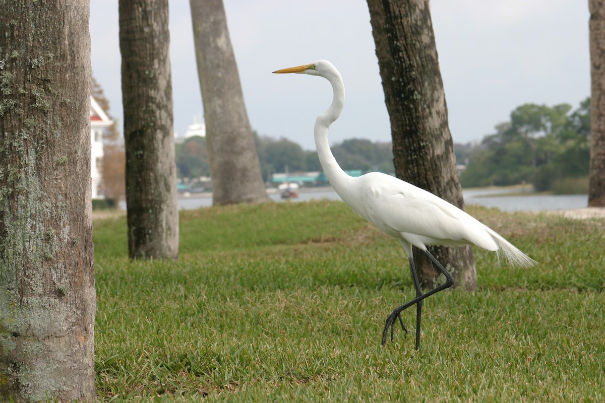 Great Egret - Sylvie Vanier🦩