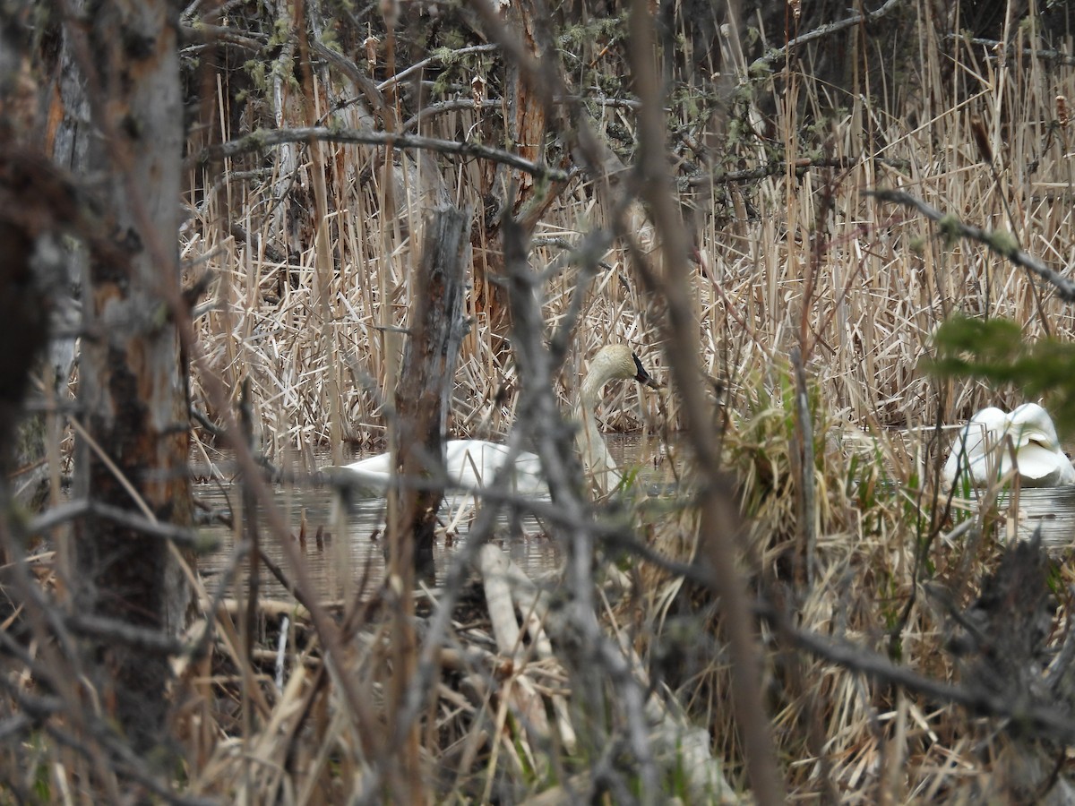 Trumpeter Swan - ML618331241