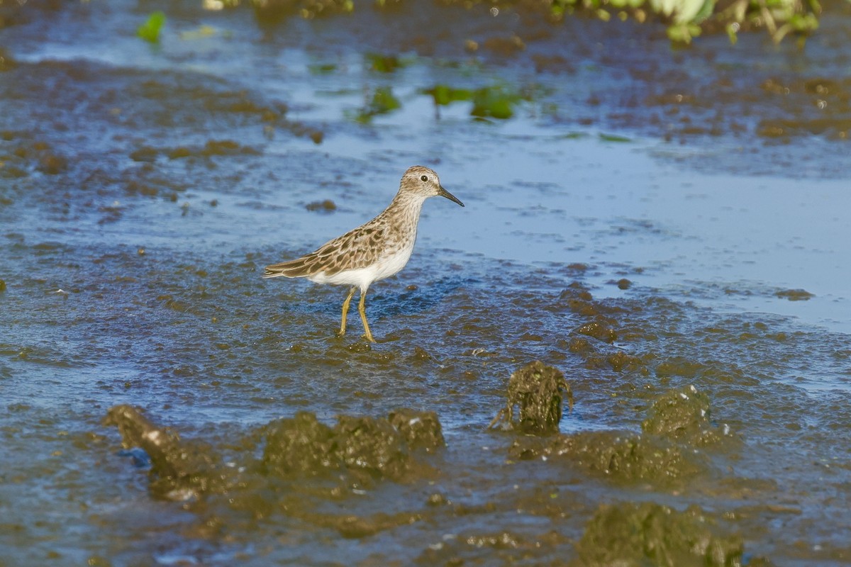 Least Sandpiper - ML618331248