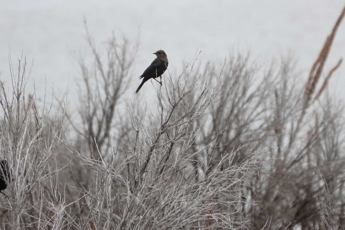 Brewer's Blackbird - ML618331255