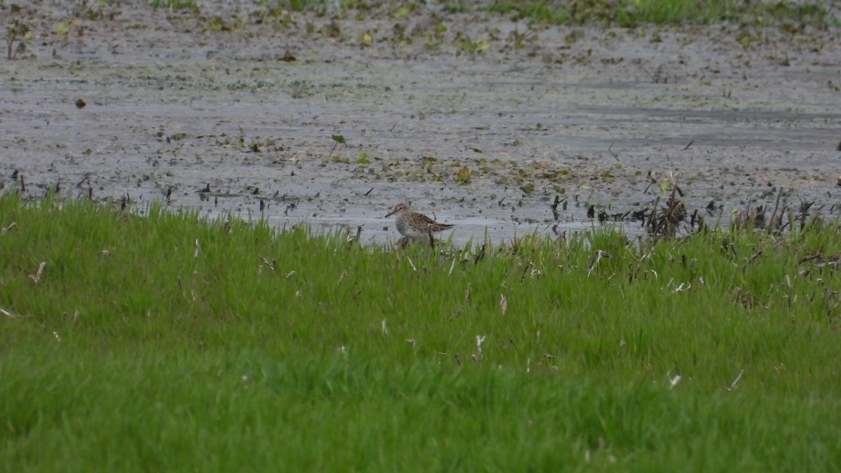 Graubrust-Strandläufer - ML618331287