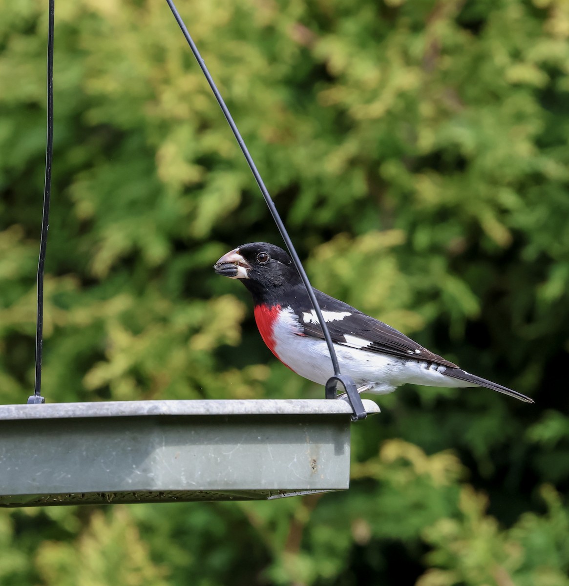 Rose-breasted Grosbeak - ML618331294