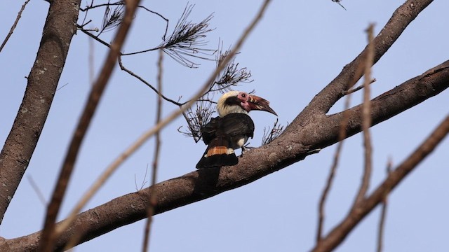 Luzon Hornbill - ML618331299