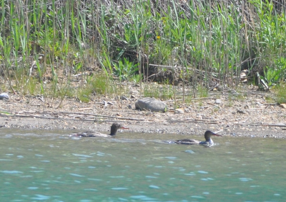 Red-breasted Merganser - ML618331303