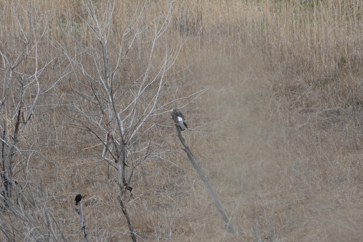 Northern Harrier - ML618331311