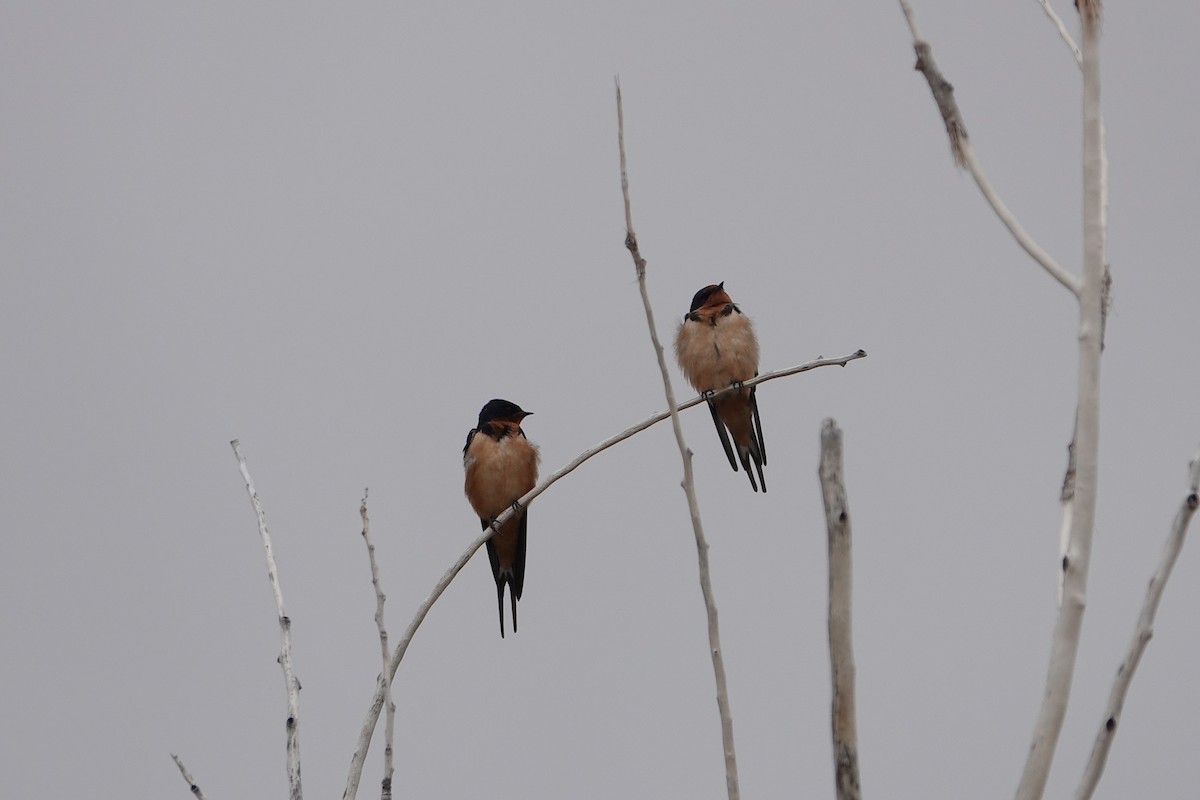 Barn Swallow - ML618331337