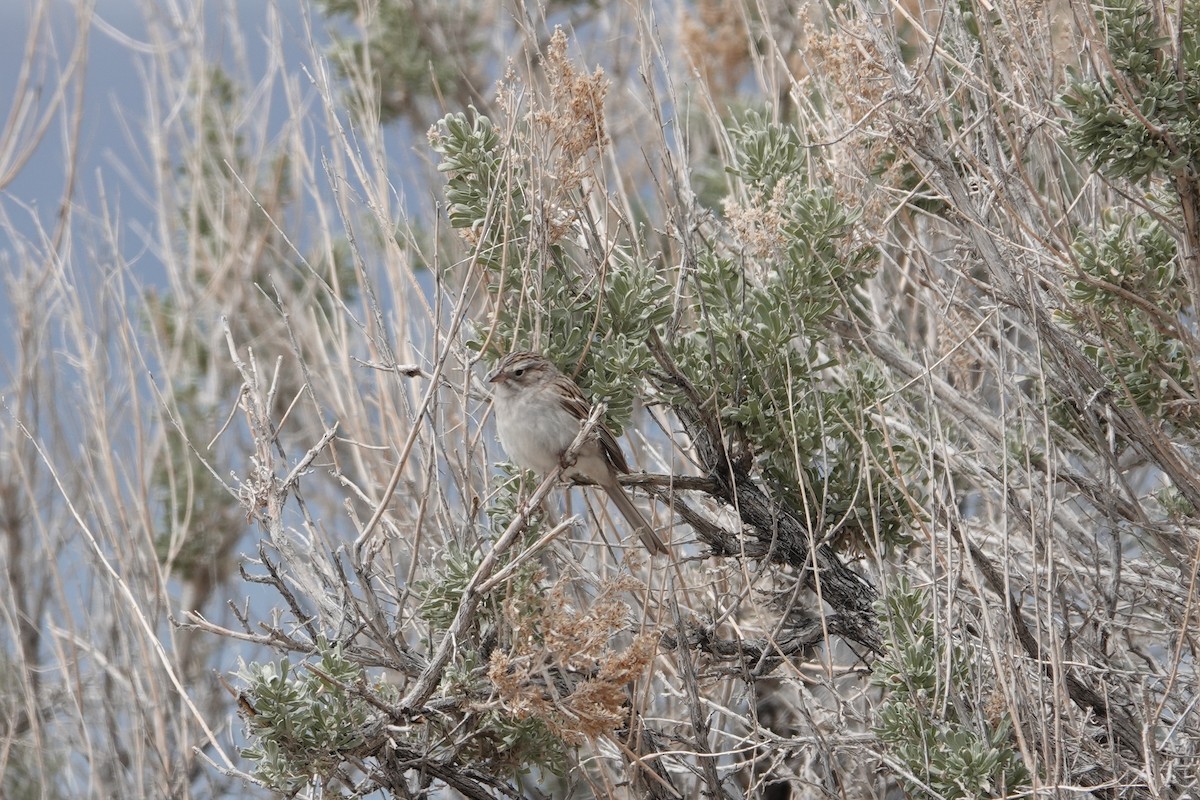 Brewer's Sparrow - ML618331359