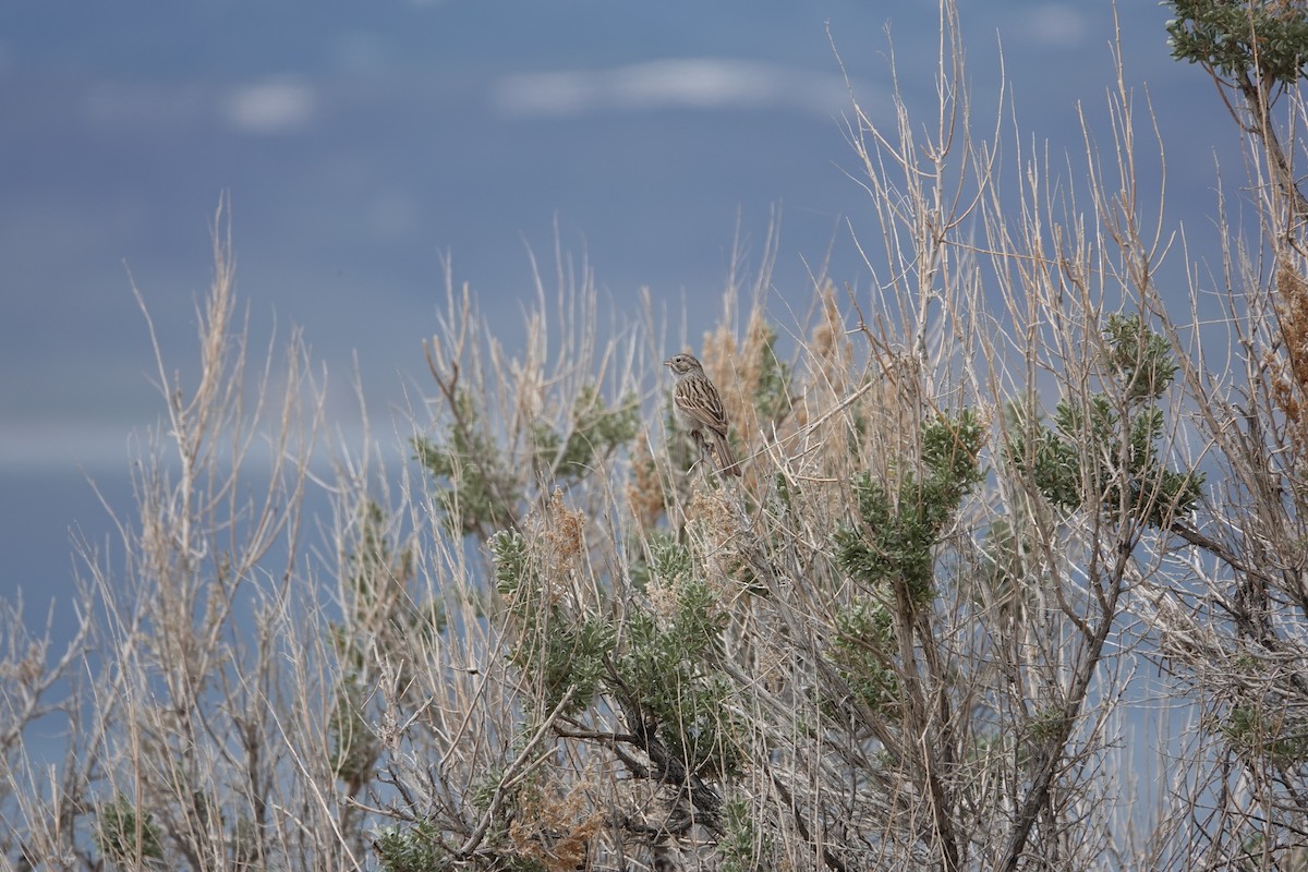 Brewer's Sparrow - ML618331362