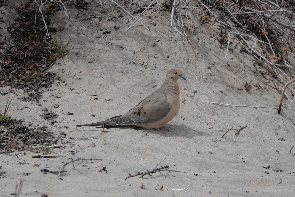 Mourning Dove - ML618331377