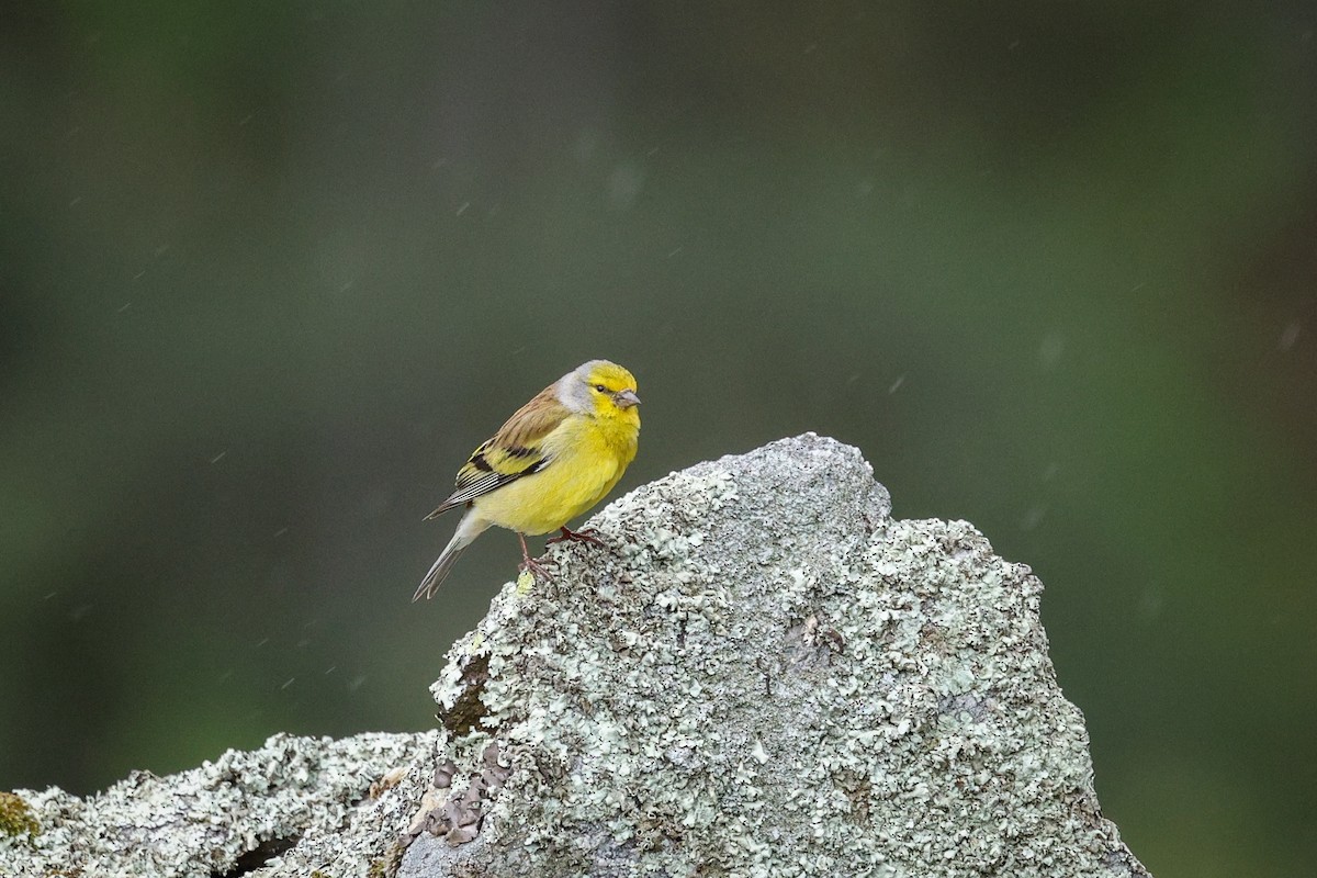 Corsican Finch - ML618331380