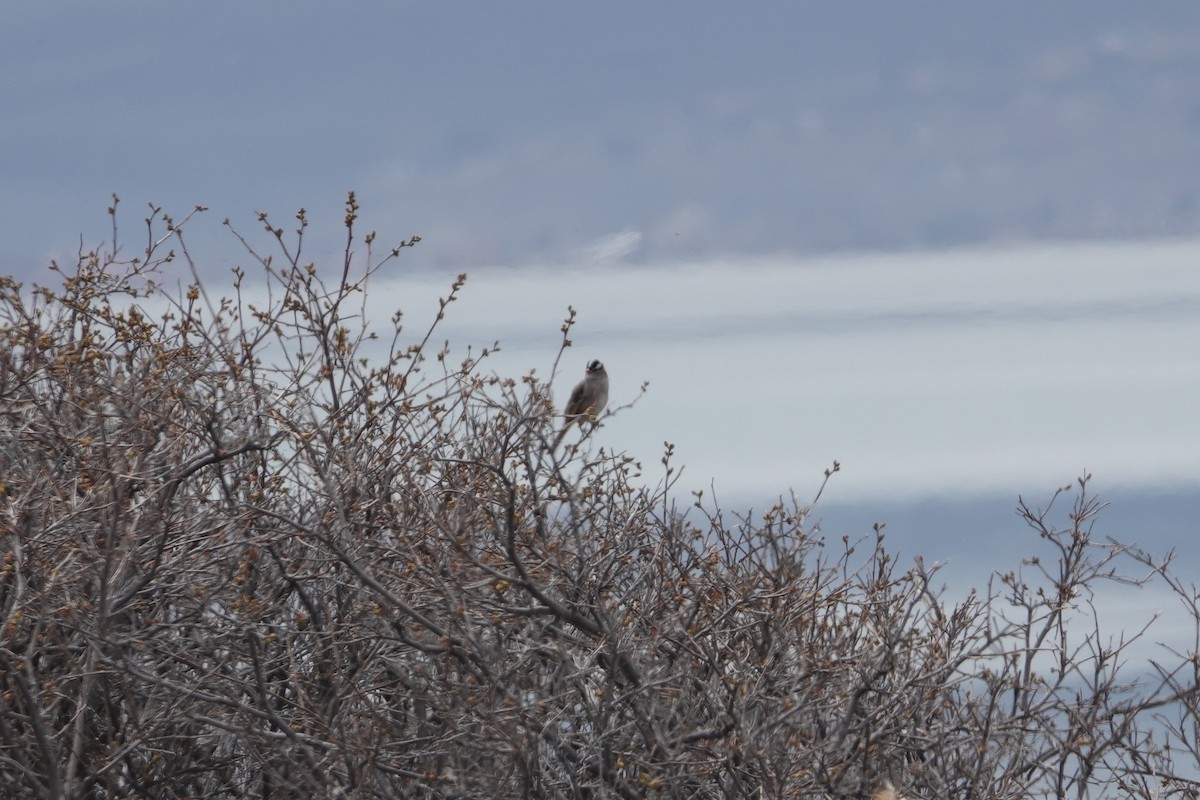 White-crowned Sparrow - Austin Beard