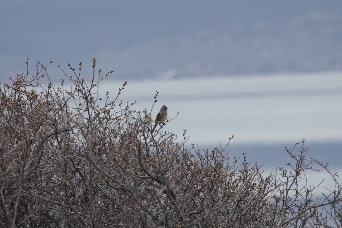 White-crowned Sparrow - Austin Beard