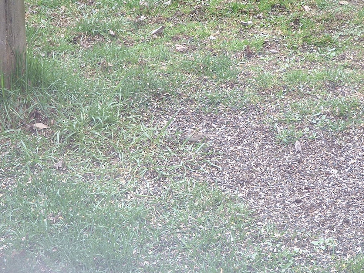 Clay-colored Sparrow - Gayle Davis