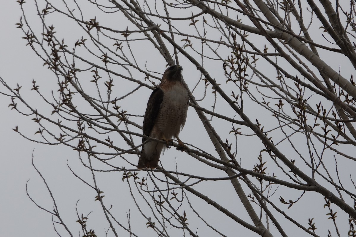 Red-tailed Hawk - ML618331411