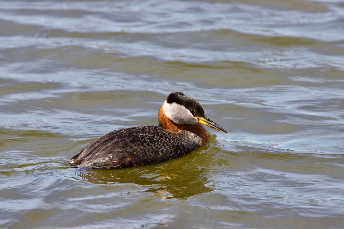 Red-necked Grebe - Yvan Sarlieve