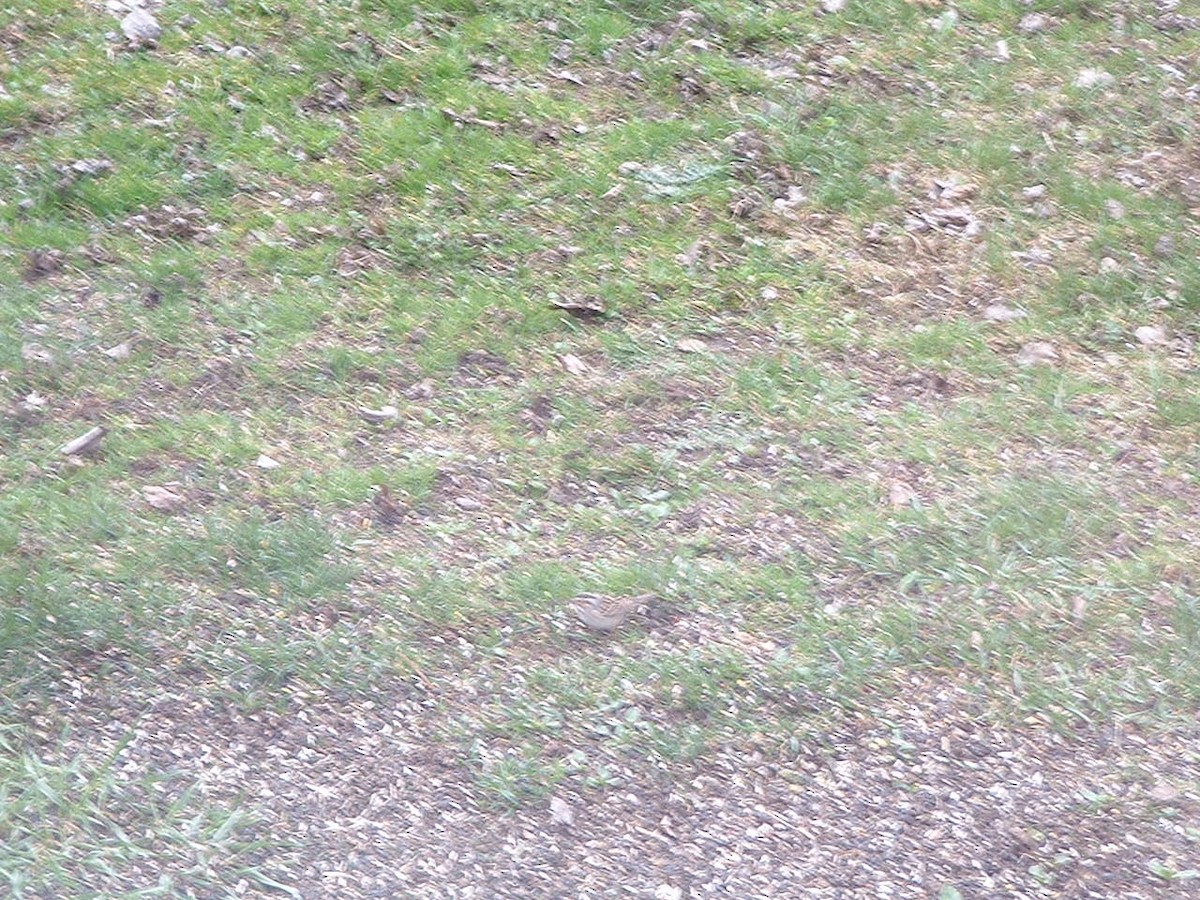 Clay-colored Sparrow - Gayle Davis