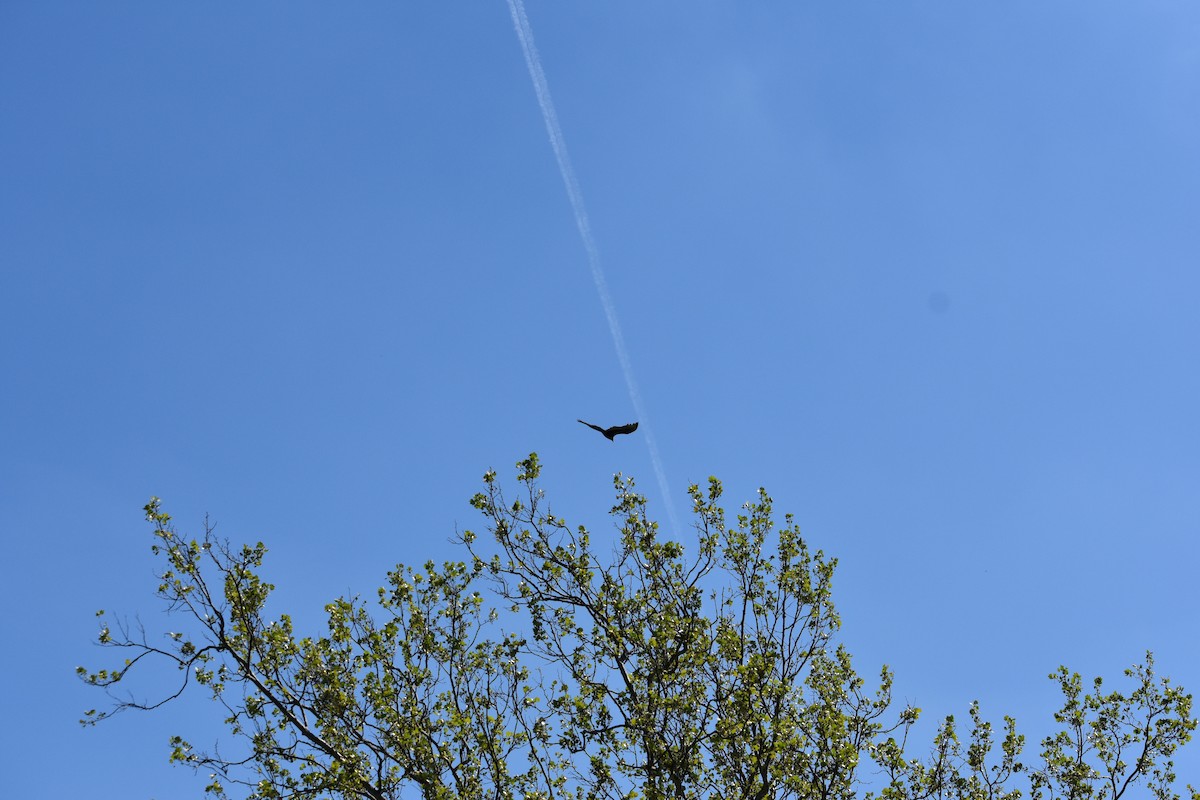 Turkey Vulture - ML618331426