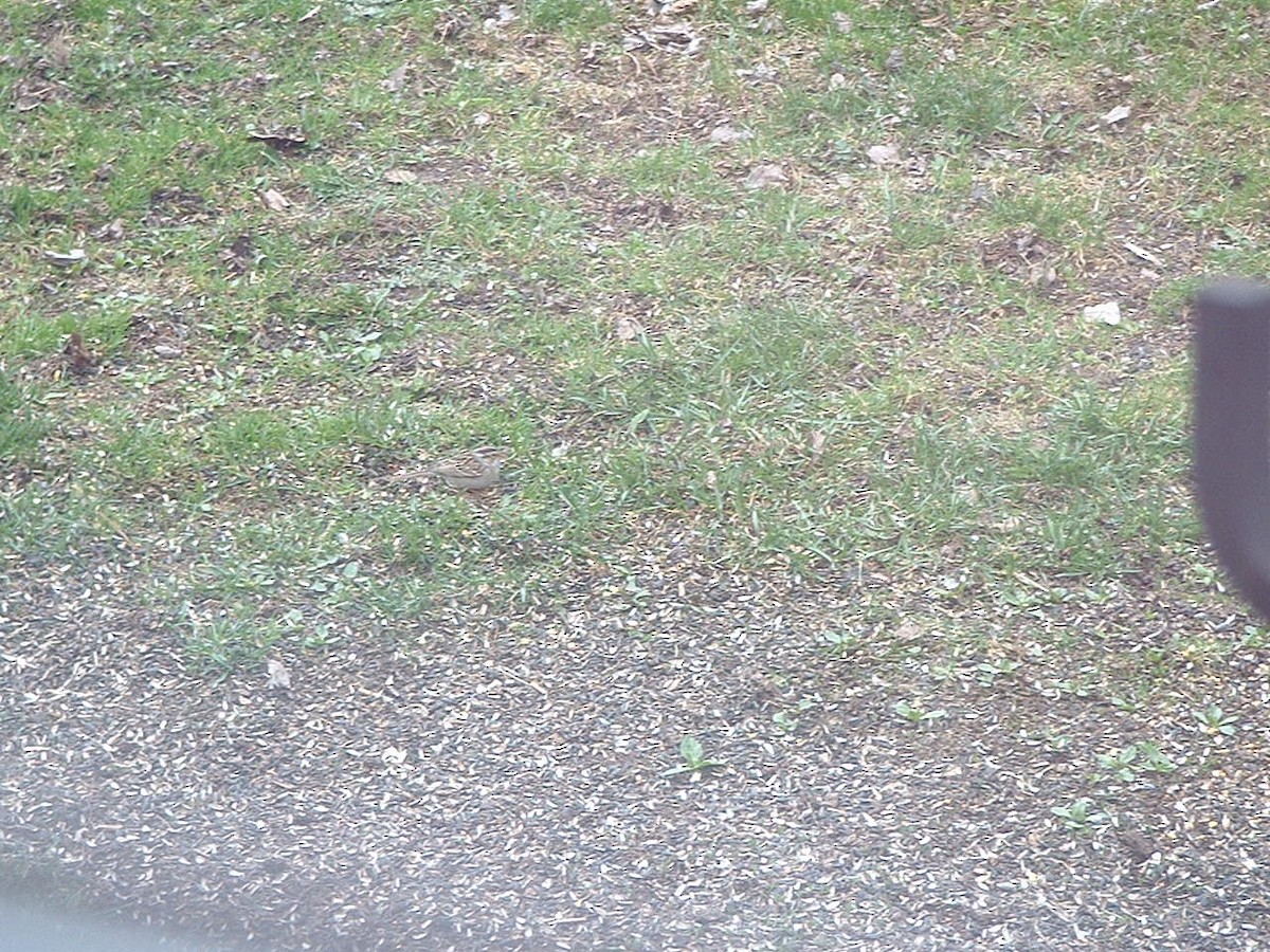 Clay-colored Sparrow - Gayle Davis