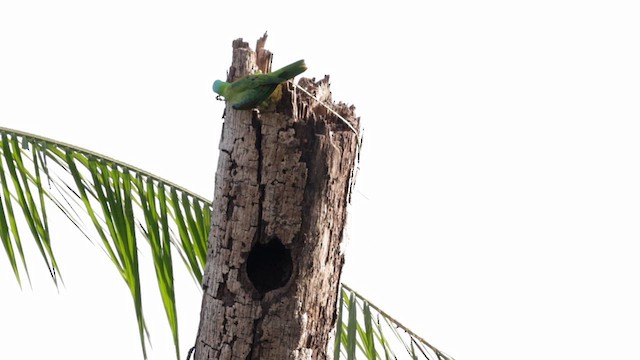 Blue-naped Parrot - ML618331438