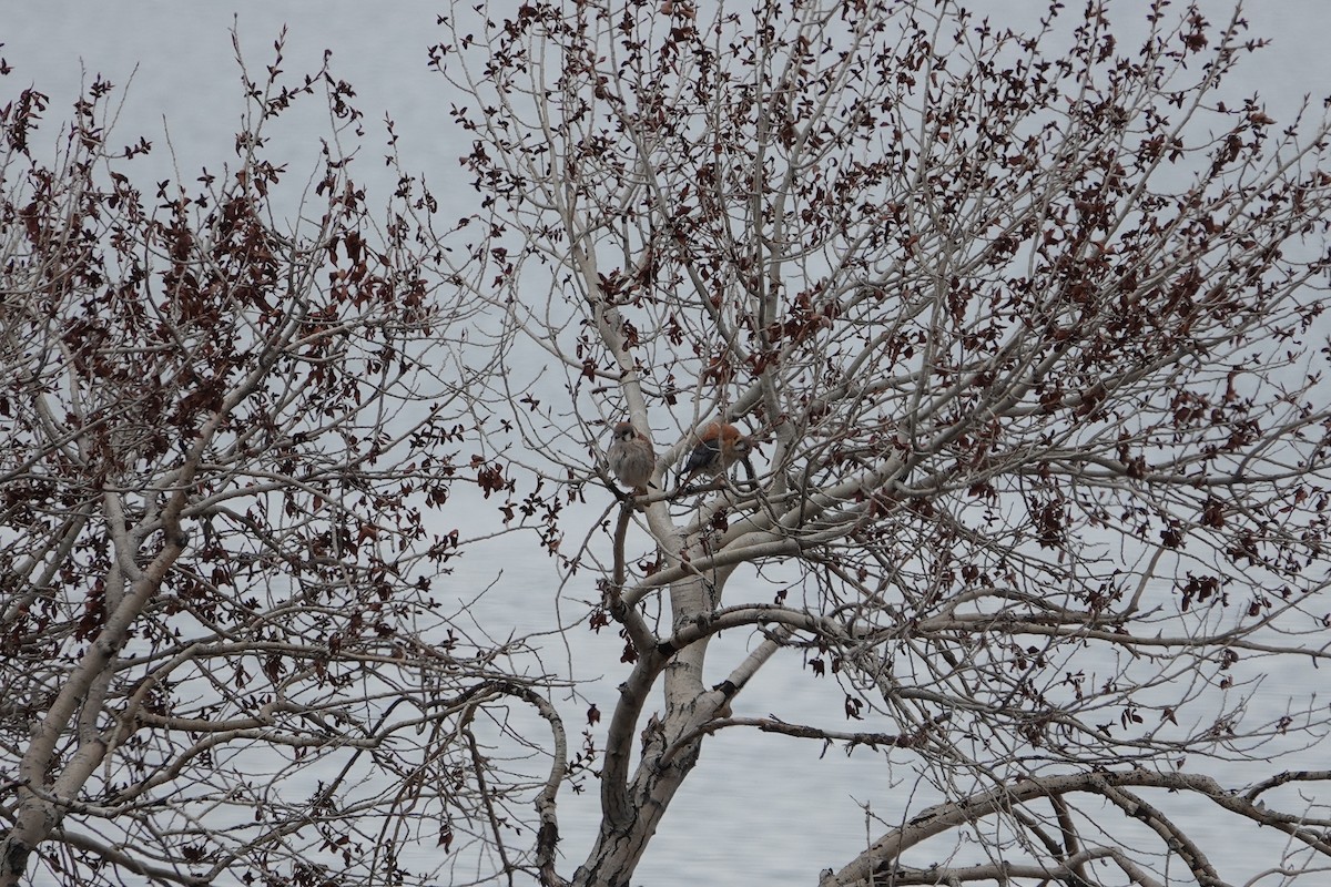 American Kestrel - ML618331442