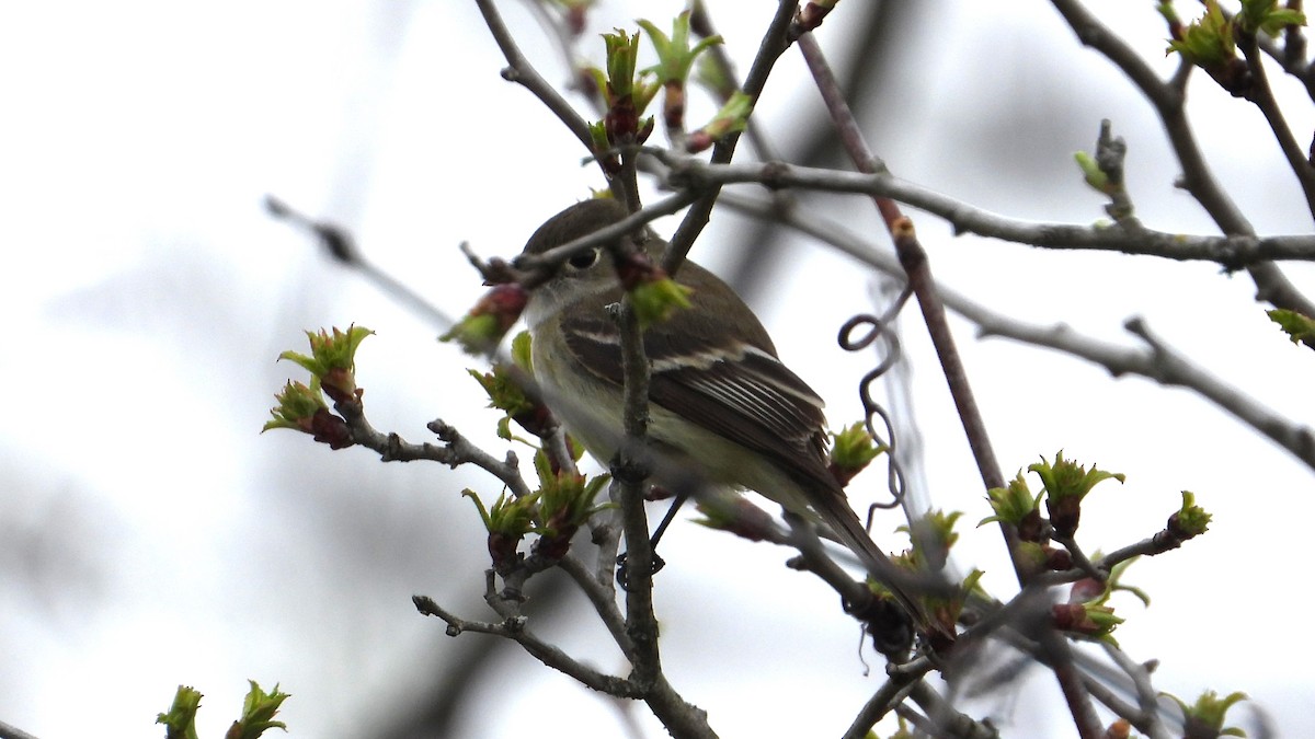 Least Flycatcher - ML618331477