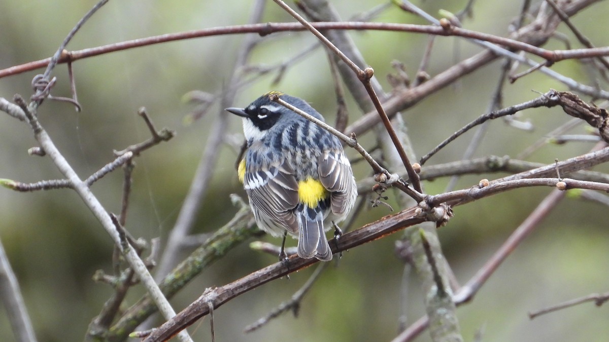 Yellow-rumped Warbler - ML618331481