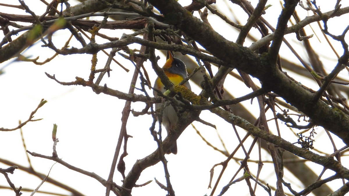 Northern Parula - ML618331487