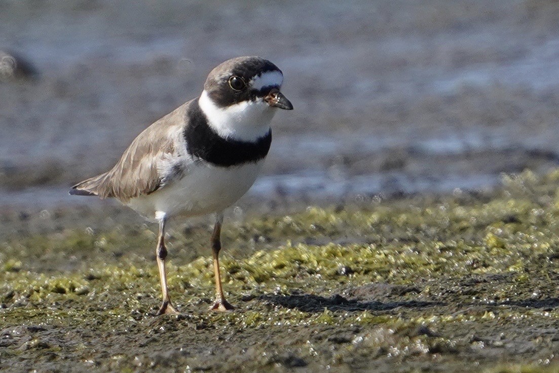 Semipalmated Plover - Cliff Halverson