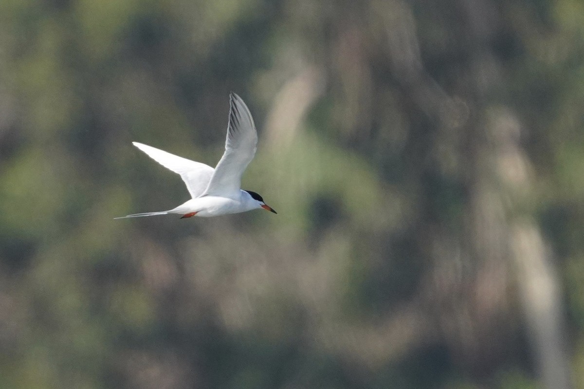 Forster's Tern - ML618331502