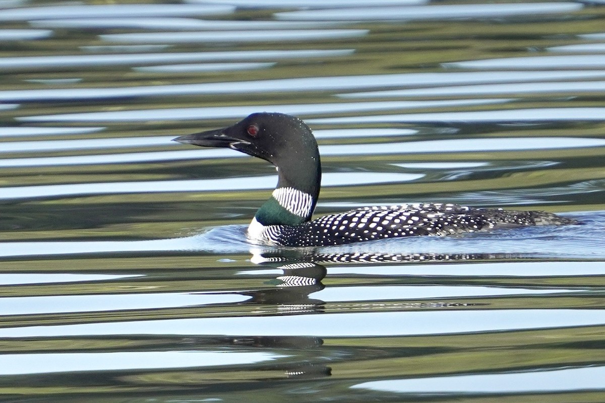 Common Loon - Cliff Halverson