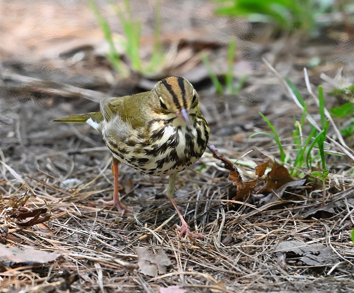 カマドムシクイ - ML618331523