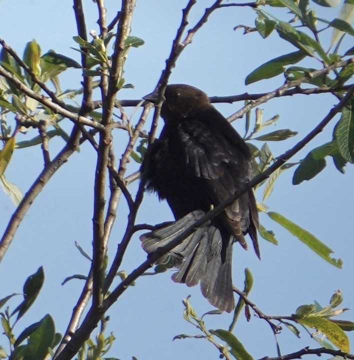 Brown-headed Cowbird - Cliff Halverson