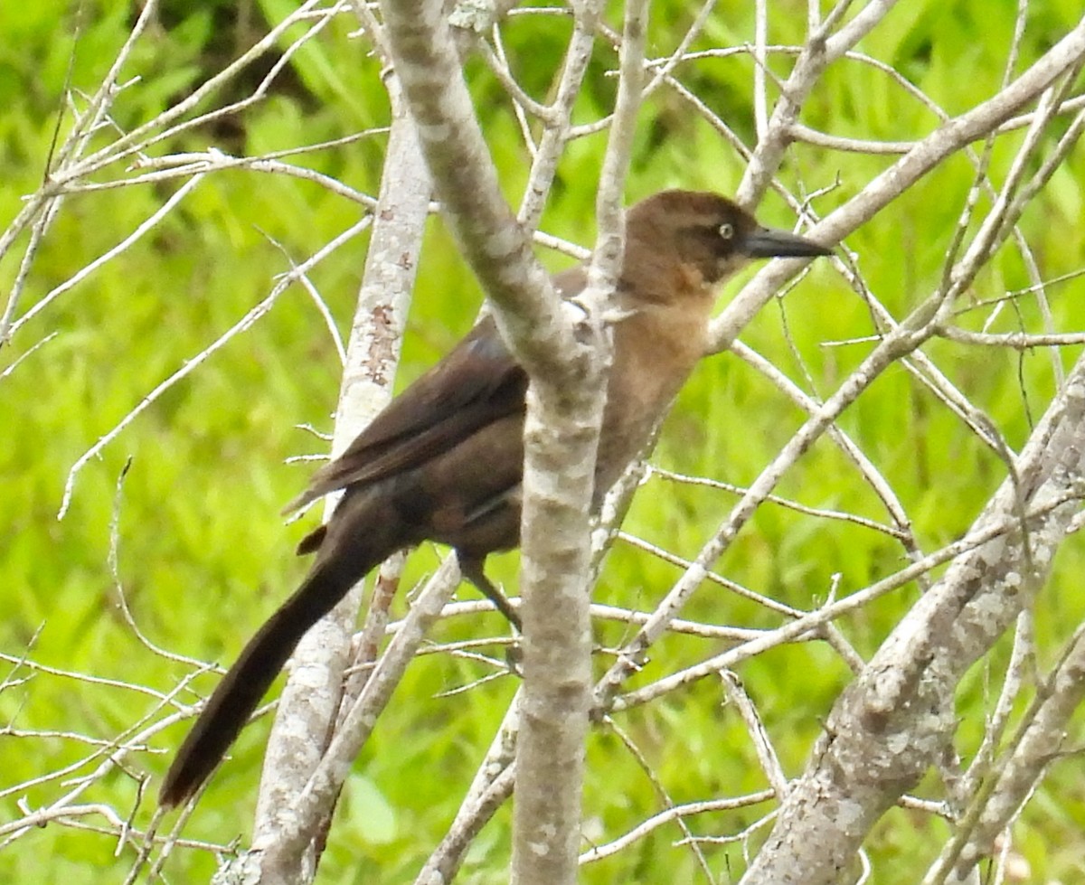 Great-tailed Grackle - ML618331535