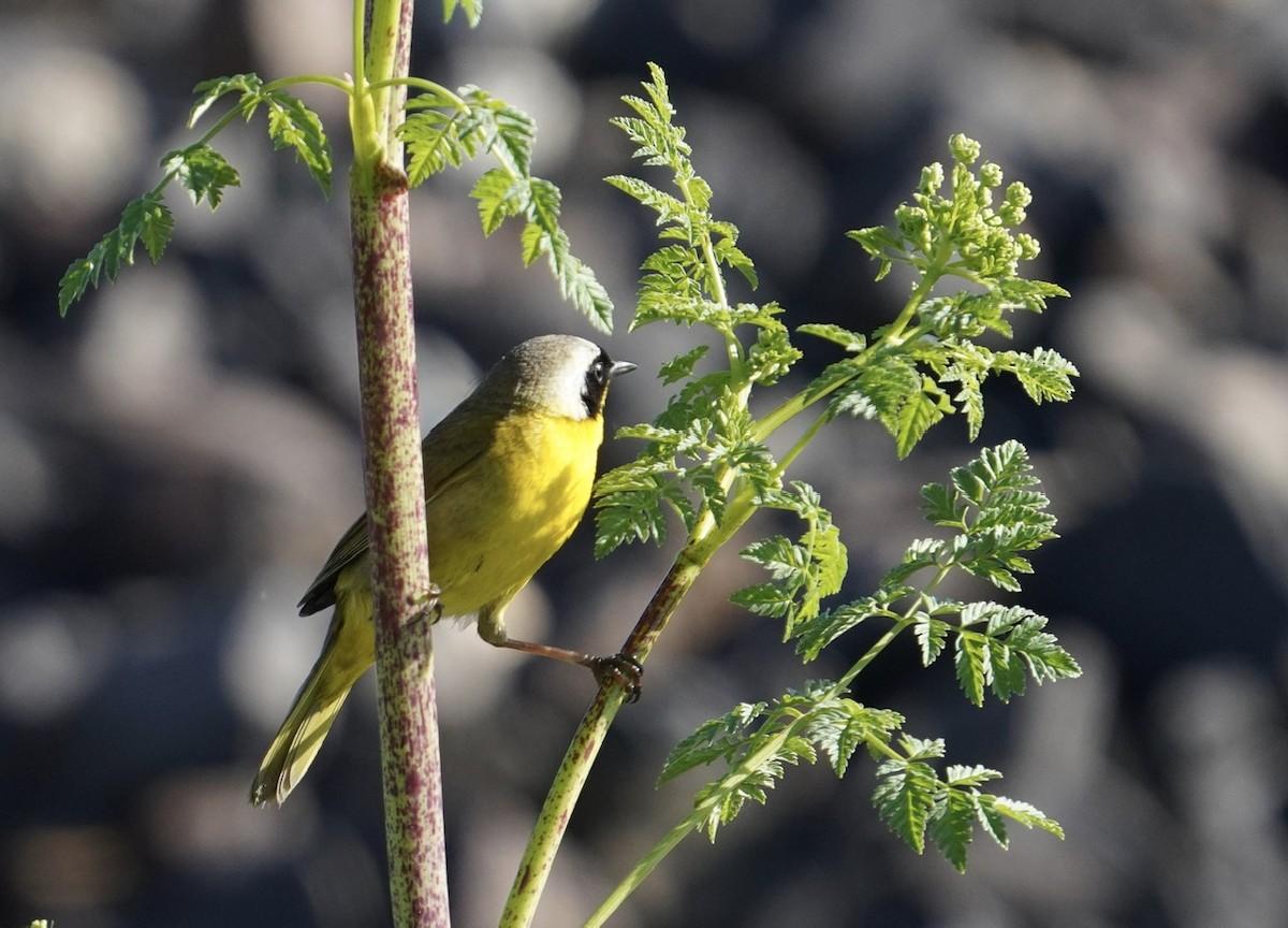 Common Yellowthroat - ML618331544