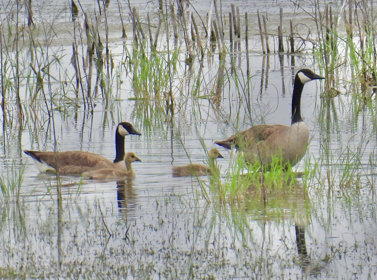 Canada Goose - ML618331554