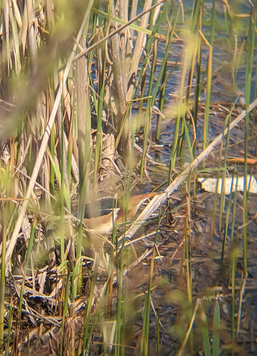 Least Bittern - ML618331567