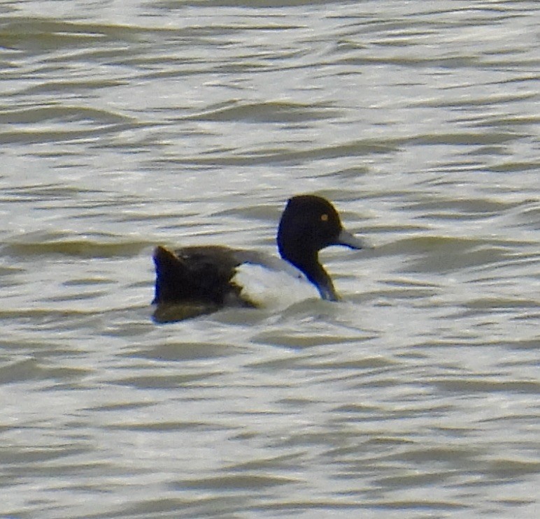 Lesser Scaup - Van Remsen