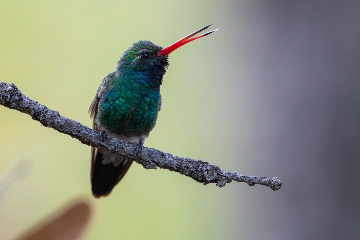 Broad-billed Hummingbird - Matt Zuro