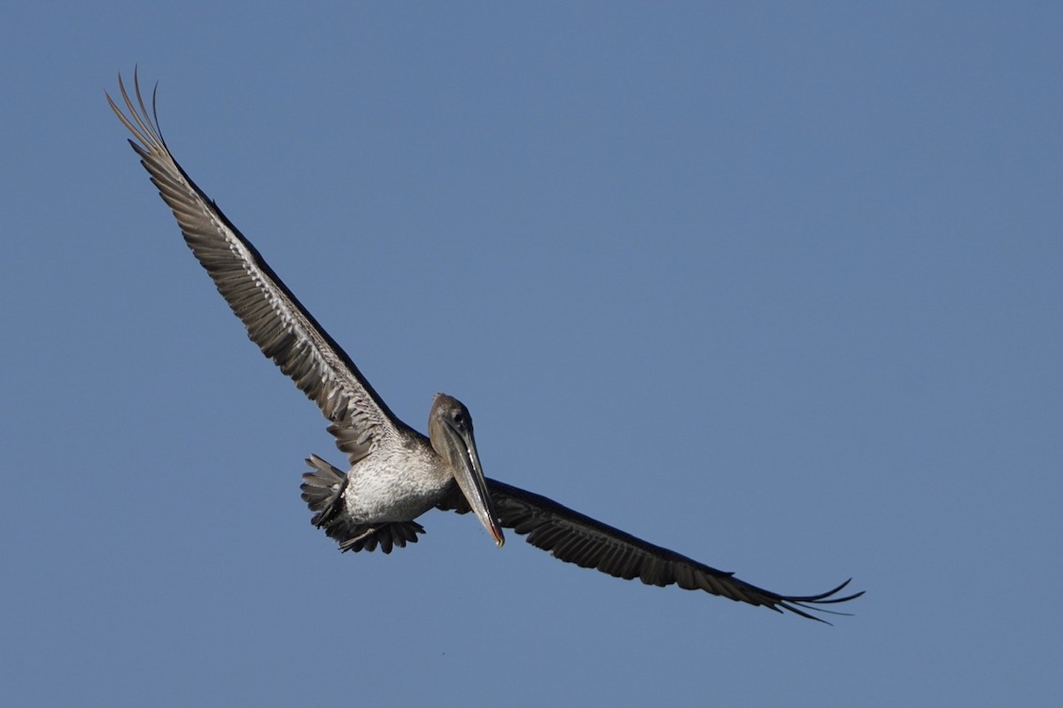 Brown Pelican - ML618331615