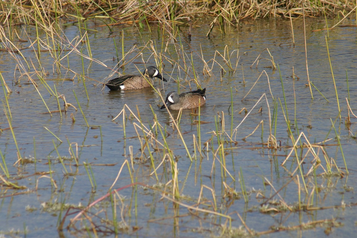 Blue-winged Teal - Sylvie Vanier🦩