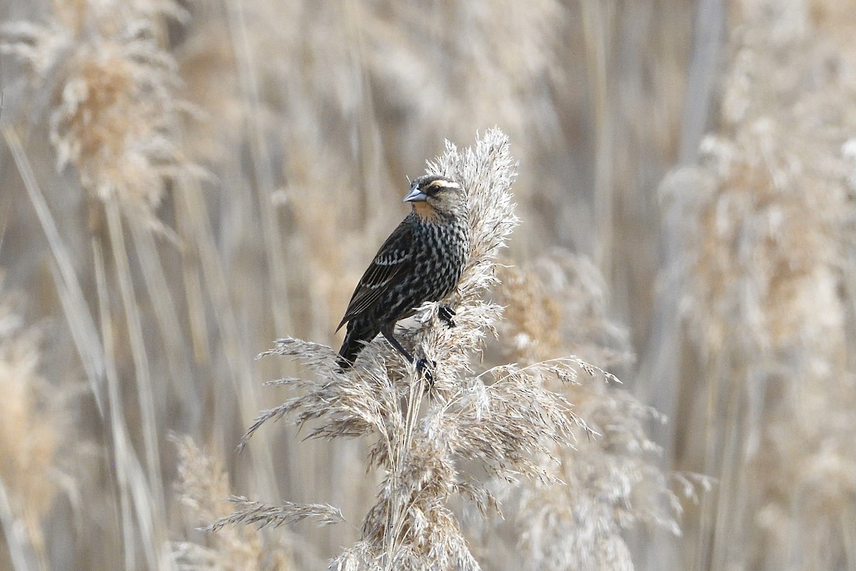 Red-winged Blackbird - Barry Blust