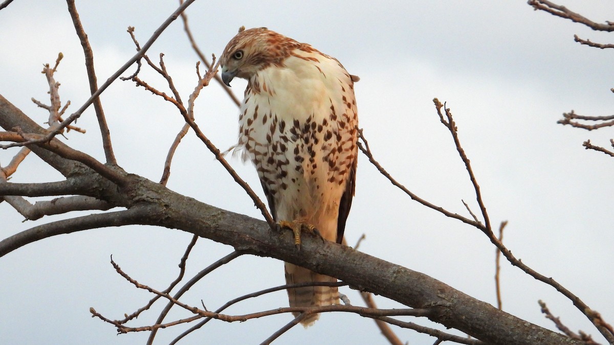Red-tailed Hawk - Dan J. MacNeal