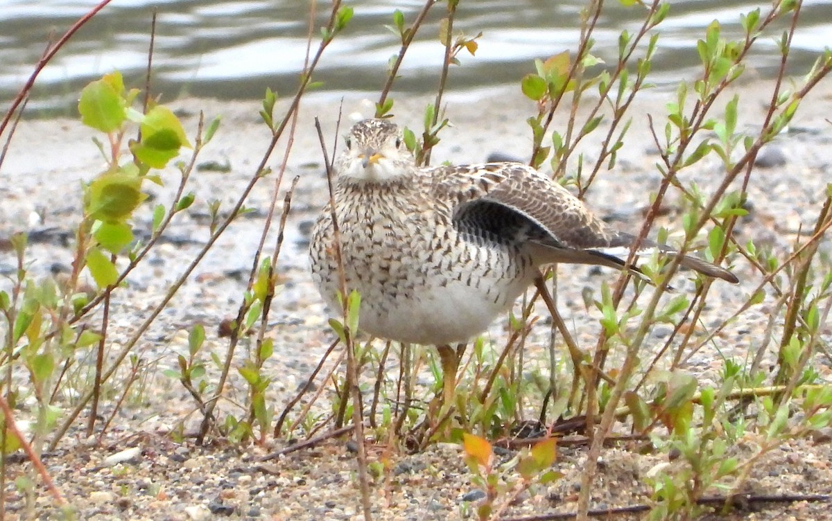 Upland Sandpiper - Bonnie Heinecke