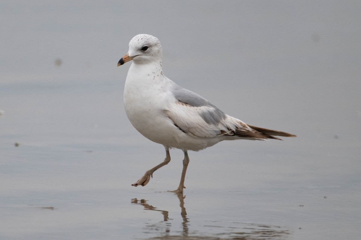 Ring-billed Gull - ML618331679