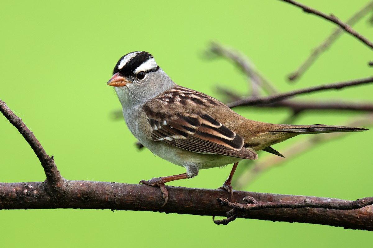 White-crowned Sparrow - Doug Hommert