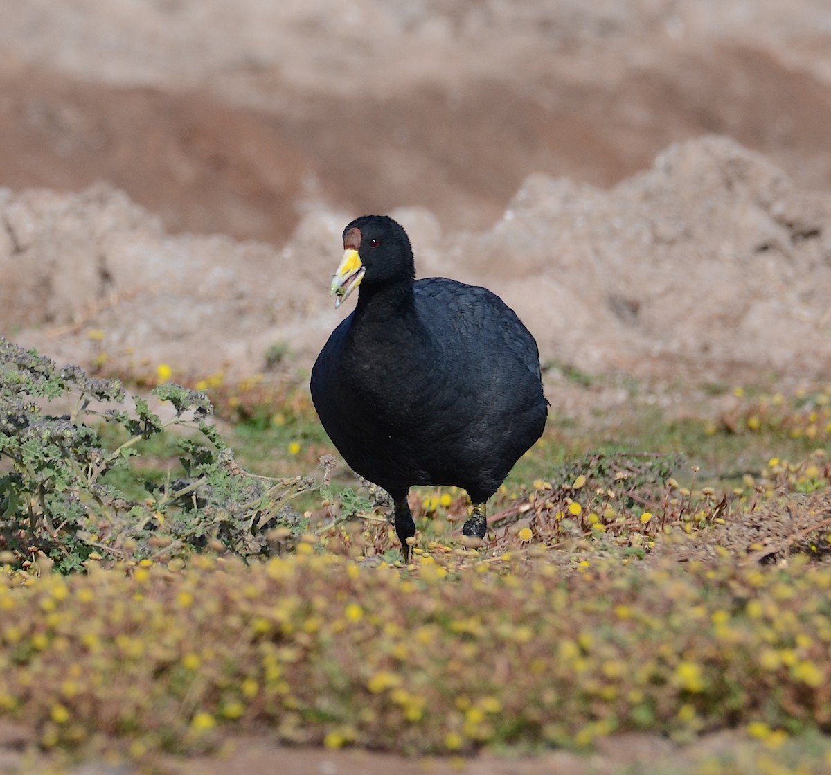 Slate-colored Coot - ML618331697